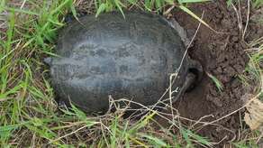 Działania ochronne dla zachowania populacji żółwia błotnego prowadzi Poleski Park Narodowy