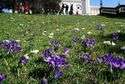 Łąka krokusów na wzgórzu zamkowym w Lublinie [zdjęcia]