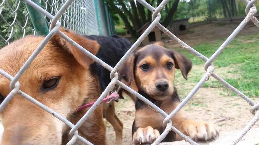 Stowarzyszenie Azyl które prowadzi schronisko dla bezdomnych zwierząt umożliwia teraz właścicielom psów zniżkę przy sterylizacji