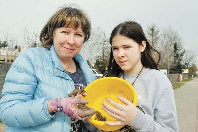 Wczoraj pani Iwona i jej córka Milena ratowały ropuchy na ul. Lipskiej. Na zdjęciu u góry jeden z płazów, który przeżył dzięki nim