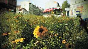 Łąka zamiast trawnika. W Lublinie jest jedna, będzie więcej?