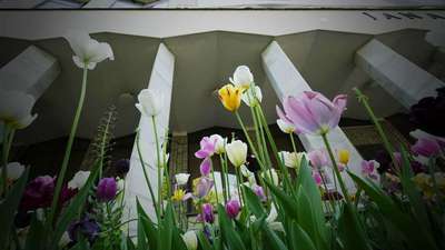 Tysiące tulipanów wyrosły pod KUL-em [zdjęcia]