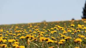 Powstają kwietne łąki w Zamościu