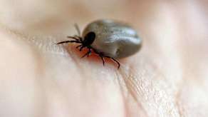 Blisko 5 milionów złotych na walkę z boreliozą. Będą bezpłatne badania dla rolników 