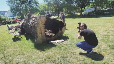 Baobab podpalony. Dlaczego do tej pory nie powstała obiecana rzeźba?