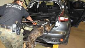 Ceron znalazł w nissanie narkotyki – haszysz i kokainę