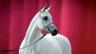 Okładka katalogu aukcyjnego/ fot. mat.prasowe 