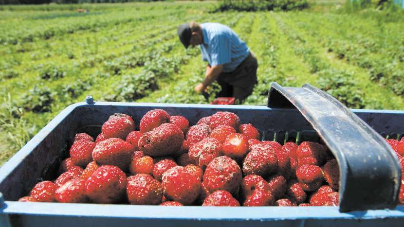 Dziennie przy zbiorze truskawek można zarobić 150 zł netto. Pracodawca zwykle zapewnia też transport, wyżywienie, a nawet nocleg. Chętnych brak
