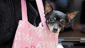 Zamość: Galeria handlowa zaprasza na zakupy z psami