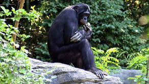 Szympans uciekł z klatki. Trwają poszukiwania