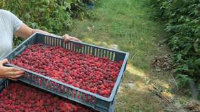 Plantacje malin na Ukrainie zniszczą polskie rolnictwo? Ministerstwo wsparło, marszałek już nie patronuje