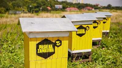 Przybywa uli w mieście. "Tu nie ma pestycydów, a na wsiach pryskają bez opamiętania"