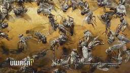 Muchy nie pozwalają im normalnie żyć. "Trafiliśmy do piekła"