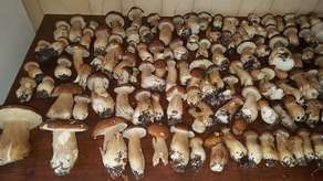 Jeden z naszych Czytelników pochwalił się zdjęciami prawdziwków znalezionymi w okolicach Dubienki w powiecie chełmskim
