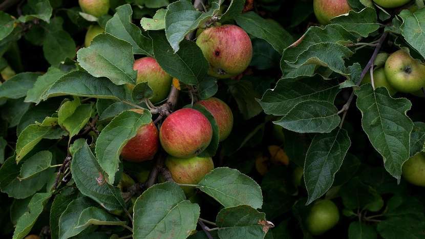 Plantatorzy rozważają wstrzymanie dostaw jabłek