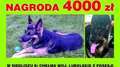 Oferują 4 tys. zł nagrody za znalezienie psa