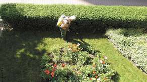 Ogrodnik wygrał z Monsanto, producentem herbicydu Roundup