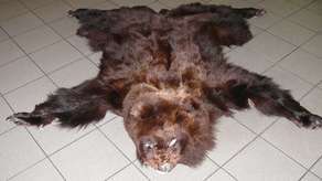 Niecodzienne odkrycie celników w bagażniku volvo. Rosjanin ma teraz kłopoty