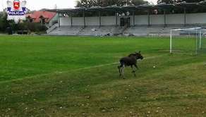 Łoś chciał pograć w piłkę? Zwierzę biegało po murawie stadionu