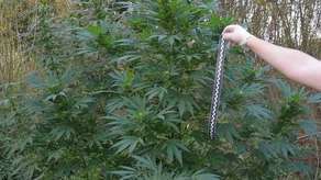 Lubelskie: Dwa nowe miejsca z nielegalnymi plantacjami konopi indyjskich