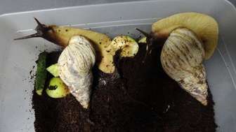 Monety, broń i... ślimaki. Wpadki przemytników na granicy [zdjęcia]