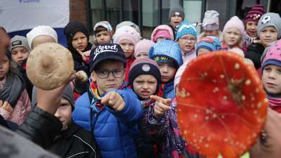 Rozpoznasz grzyby jadalne? Odróżnisz od trujących? Wystawa w Lublinie [zdjęcia]