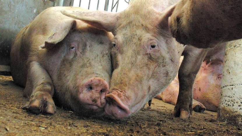 Przypadek z Parczewa nasuwa podejrzenie, że próbki krwi od świń, pobierane w związku z ASF, mogą być podmieniane<br />
