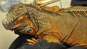 Nietypowy towarzysz na kolanach Ukrainki. Teraz będzie miała problem