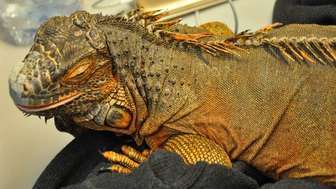 Nietypowy towarzysz na kolanach Ukrainki. Teraz będzie miała problem