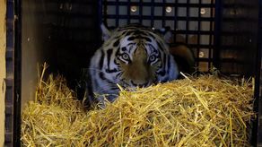 Samica tygrysa amurskiego nową atrakcją zoo w Zamościu [zdjęcia]