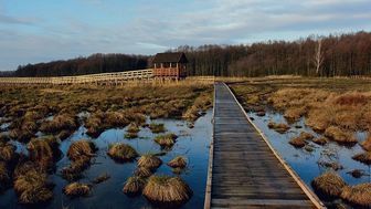 Bagna regionu Polesia to wyjątkowo dobrze zachowane mokradła zasiedlone przez wiele zagrożonych gatunków roślin i zwierząt. Obszar ten jest chroniony polskim prawem jako Poleski Park Narodowy, a międzynarodowy status ochronny nadają mu Rezerwat Biosfery UNESCO, Obszar Ramsar, Ważna Ostoja Ptaków i Różnorodności Biologicznej (IBBA) oraz kilkanaście ostoi Natura 2000