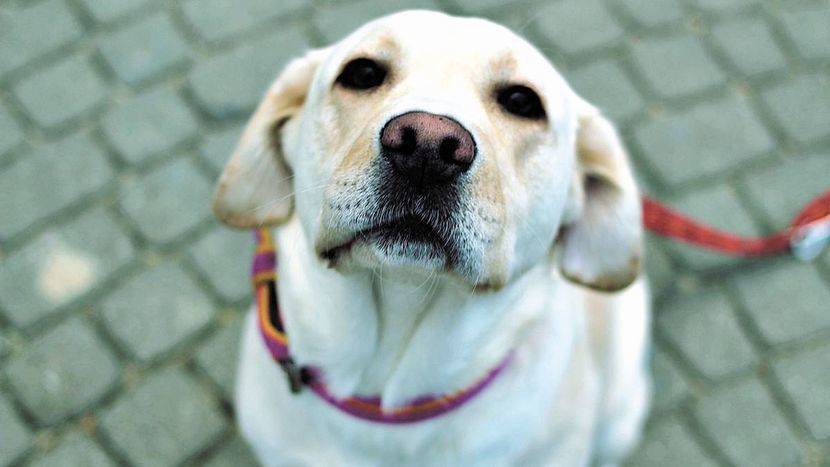 W zajęciach będzie uczestniczyć suczka Saba, pies w typie rasy labrador.