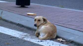 Samochód się zatrzymuje, kierowca wyrzuca psa z bagażnika.