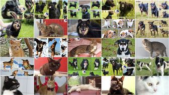 Te psy i koty ze schroniska w Lublinie czekają na nowy dom [zdjęcia]