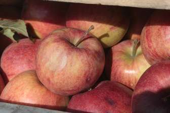 W całym kraju w ramach skupu interwencyjnego ma zostać kupionych pół miliona ton jabłek