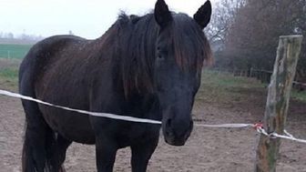 Koń Mazur/ fot. arch. prywatne 