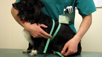 Bezpłatna sterylizacja i kastracja zwierząt w Lublinie. Lista gabinetów weterynaryjnych