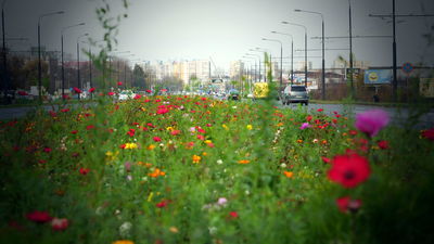 Łąki kwitną w centrum Lublina. Cieszą nie tylko oczy ale i nos [zdjęcia]