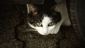 Bestialsko zamęczył kota? „Wszystko wskazuje na to, że był to nieszczęśliwy wypadek”