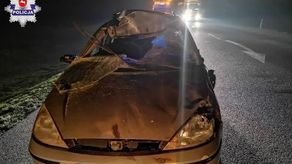 Łoś wbiegł prosto pod samochód. Zwierzę poważnie uszkodziło auto