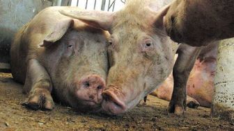 Lekarz weterynarii chciał podmienić próbki świńskiej krwi - twierdzi prokuratura. 