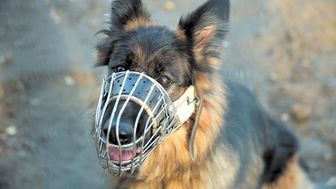 Kaganiec to bezpieczeństwo także dla psa
