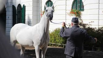 Klęska Pride of Poland. Kupcy  z Izraela i Belgii nie zapłacili za konie