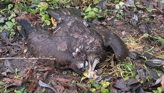 Drapieżne ptaki padły w Spiczynie. Ktoś je otruł? [zdjęcia]