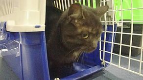 Pasażer na gapę w samolocie LOT z Lublina do Warszawy. Szukają właściciela tego kota