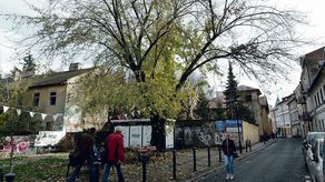 Wycinka czeka klon rosnący na granicy chodnika i działki przy ul. Zielonej 5a (na zdjęciu). W tym miejscu spółka Bieńkowski Lis Mierzwa Architekci zamierza postawić nową kamienicę. Budynek jest obecnie w fazie projektowania, inwestor zamierza ruszyć z pracami w przyszłym roku. Pod topór pójdą też oba drzewa rosnące na dziedzińcu Pałacu Potockich. Ponad dwudziestometrowy klon pospolity i ok. stuletni dąb szypułkowy kolidują z planami nowego właściciela nieruchomości – spółki Building Investment należącej do Jarosława Urbana i arch. Jerzego Korszenia