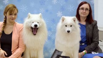 Takie psy można zobaczyć na wystawie w Targach Lublin [zdjęcia]