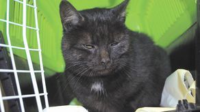 „Wawka” ma cztery lata, waży 4 kilogramy i czeka na właściciela