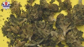 W domu 20-latka policjanci znaleźli marihuanę. 