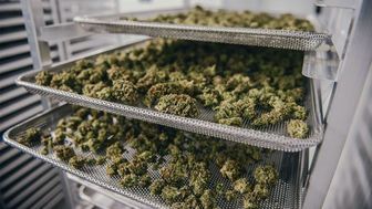 Marihuana medyczna już w aptekach? "Dementujemy te doniesienia"